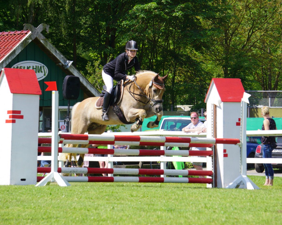 Springpferd Amiro 34 (Haflinger, 2001, von Aquarin)