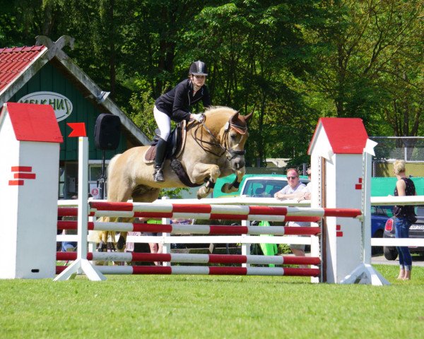 jumper Amiro 34 (Haflinger, 2001, from Aquarin)