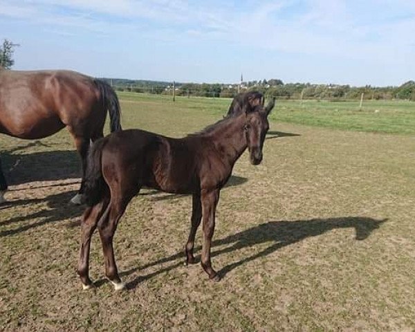 horse Figaro P (Westphalian, 2019, from Fürst Wilhelm)