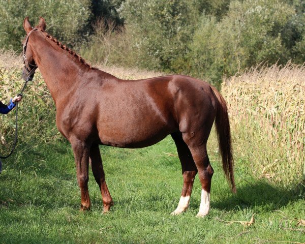 broodmare Donna Anna (Oldenburg, 1998, from Donnerhall)