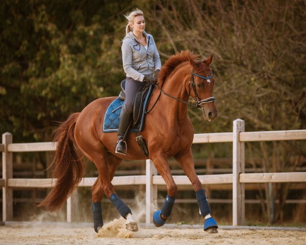dressage horse Belara AW (Hanoverian, 2012, from Belstaff)