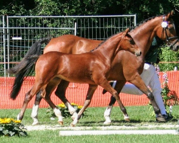 horse Coer Finesse (German Riding Pony, 2019, from Coer Noble)