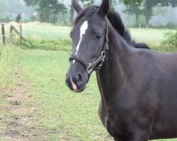dressage horse Lavali (Hanoverian, 2016, from Le Vivaldi)