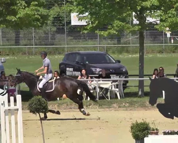 Springturnier Schwanheim 2016