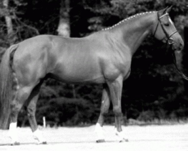 stallion Rienzi (Hanoverian, 1994, from Raphael) stallion Rienzi (Hanoverian, 1994, from Raphael)
