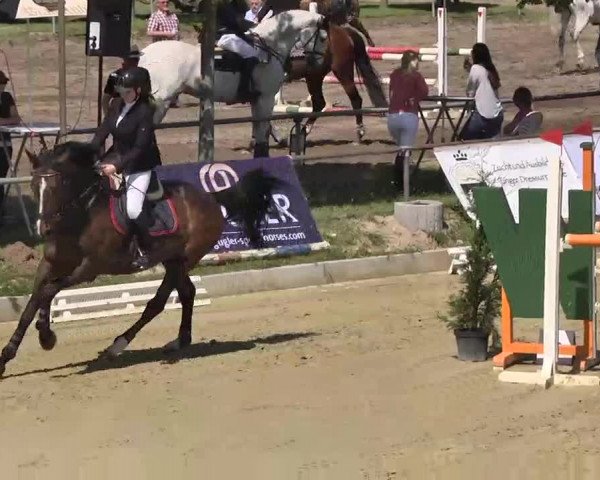 Springturnier Schwanheim 2016