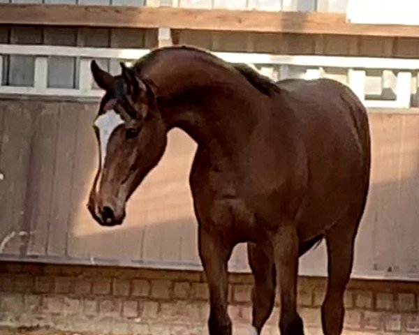 horse Cafe's Wilma (Oldenburg, 2019, from Cafe au lait 2)
