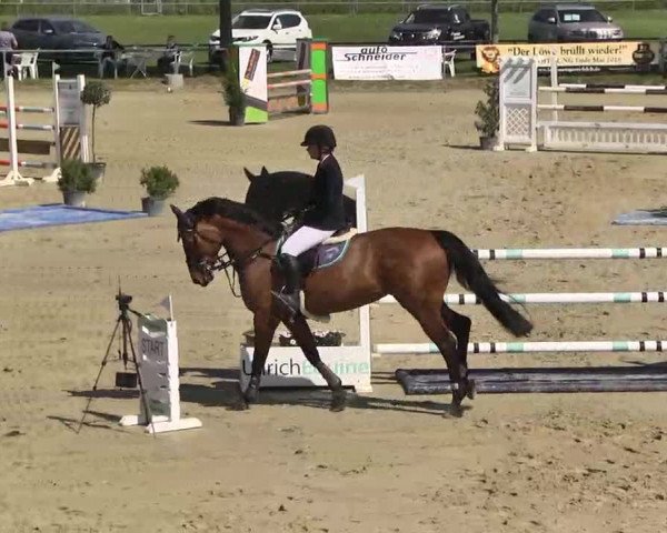 Springturnier Schwanheim 2016
