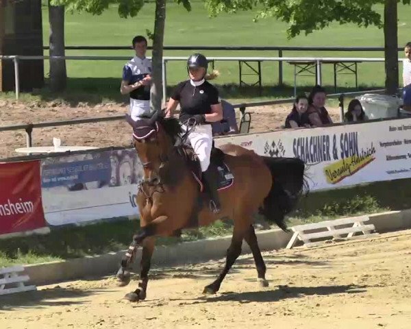 Springturnier Schwanheim 2016