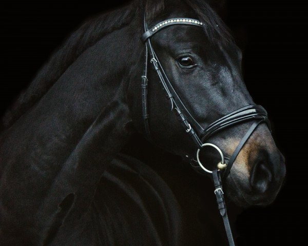 dressage horse K.C. Frühlingswind (Rhinelander, 2014, from Fidertanz) dressage horse K.C. Frühlingswind (Rhinelander, 2014, from Fidertanz)