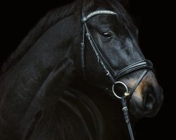 dressage horse K.C. Frühlingswind (Rhinelander, 2014, from Fidertanz)