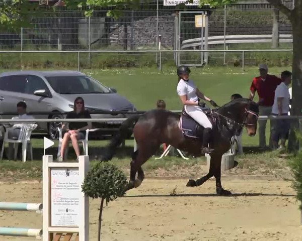 Springturnier Schwanheim 2016