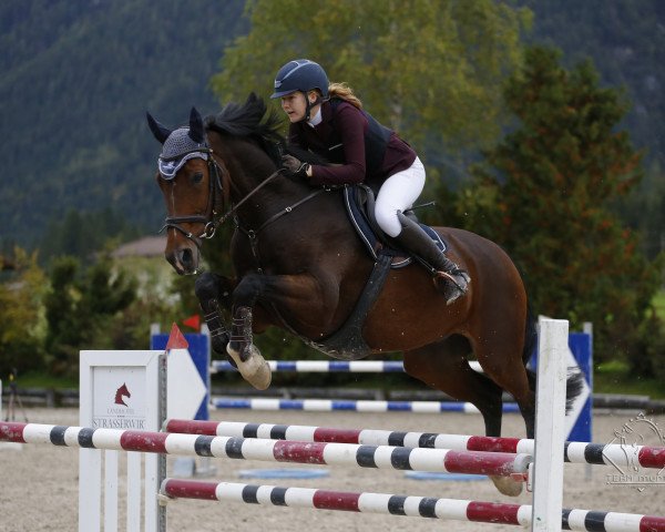 jumper Asti Top (Hanoverian, 2012, from Asti's Amsterdam)