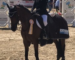 jumper Virag (Hungarian Warmblood, 2012, from 1341 Szeplak X-21)