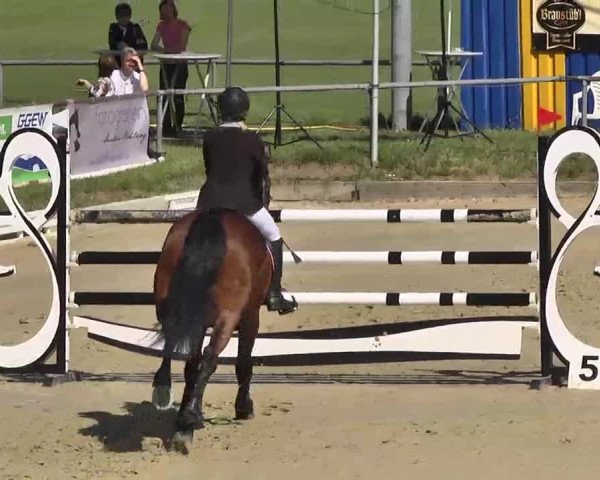 Springturnier Schwanheim 2016