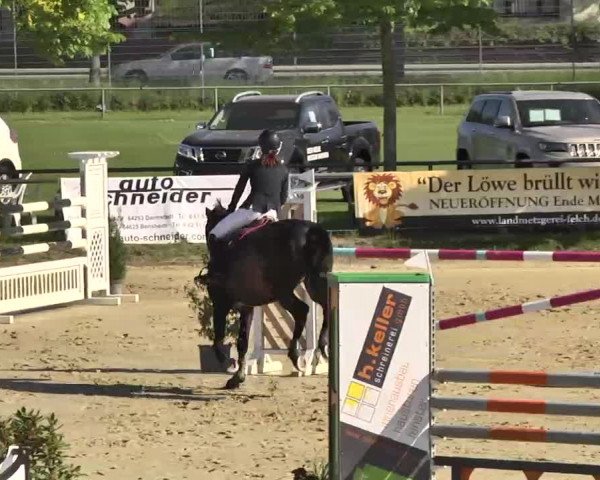 Springturnier Schwanheim 2016