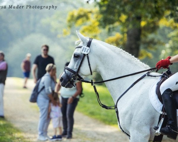 stallion WM Safi ox (Arabian purebred, 2013, from KP Maryoom EAO) stallion WM Safi ox (Arabian purebred, 2013, from KP Maryoom EAO)