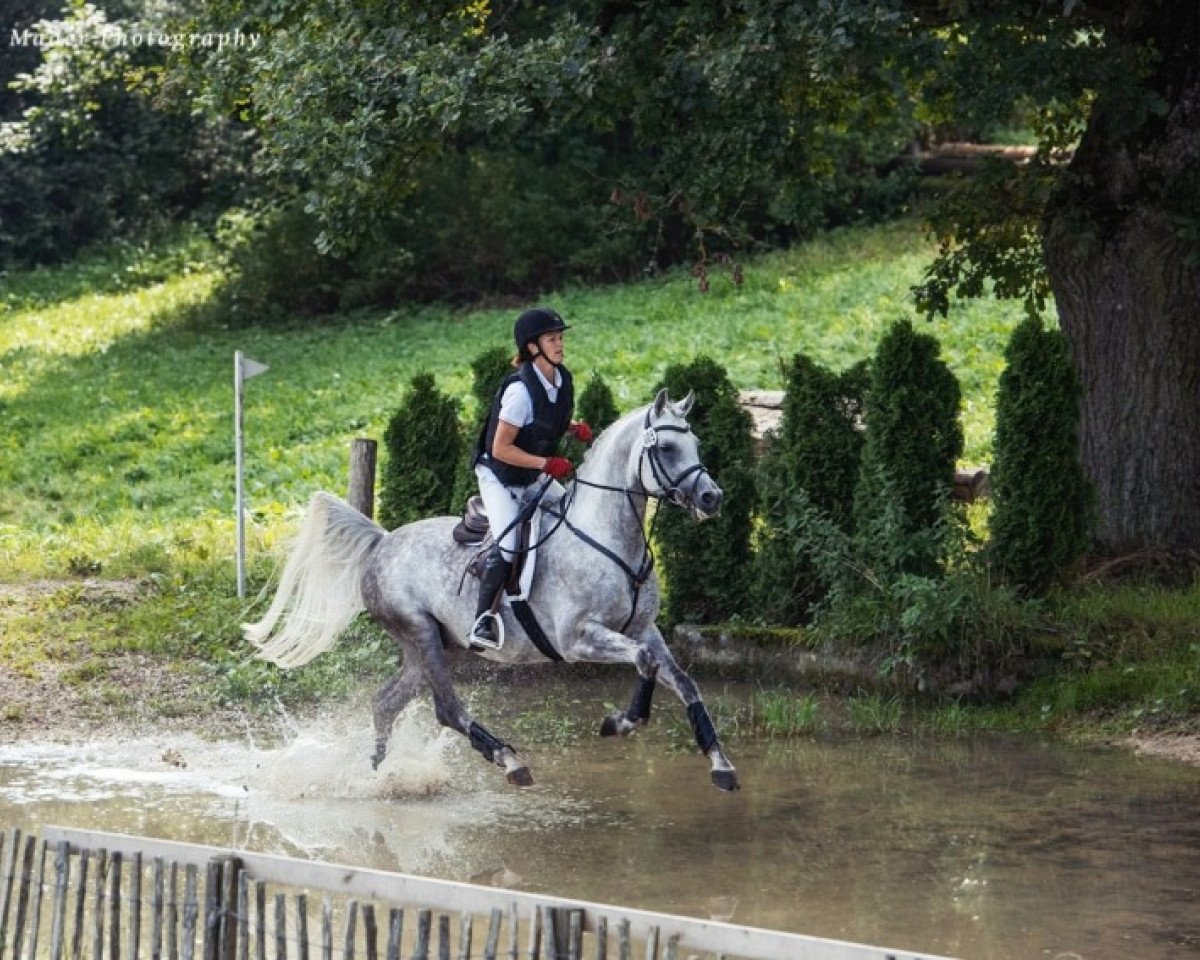 stallion WM Malakil ox (Arabian purebred, 2013, from DF Malik Jamil ox)