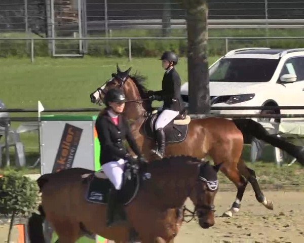 Springturnier Schwanheim 2016