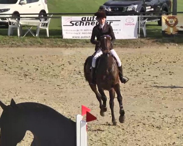 Springturnier Schwanheim 2016