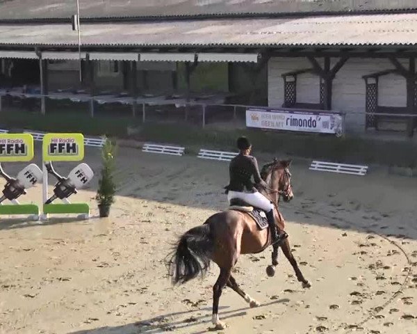 Springturnier Schwanheim 2016