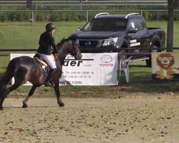Springturnier Schwanheim 2016