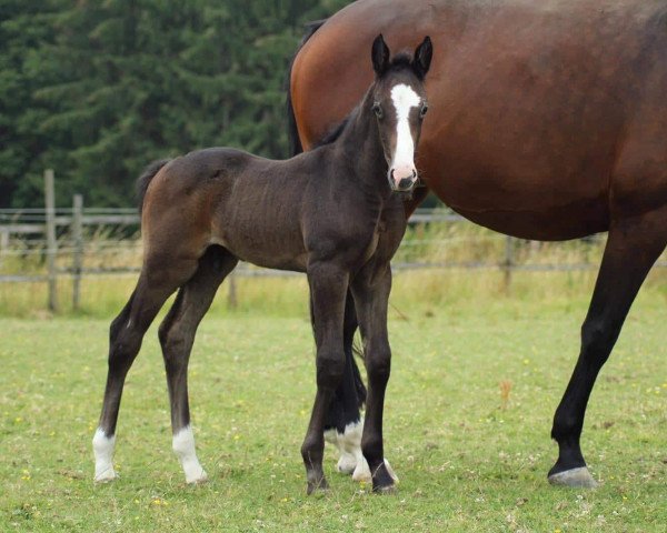 Pferd Harlekin P (Westfale, 2019, von Hickstead White)
