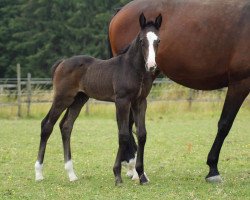 Pferd Harlekin P (Westfale, 2019, von HICKSTEAD WHITE)