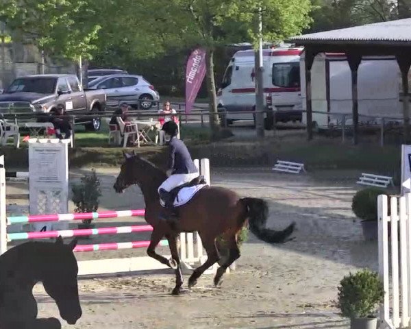 Springturnier Schwanheim 2016
