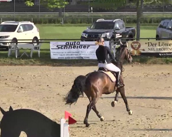 Springturnier Schwanheim 2016