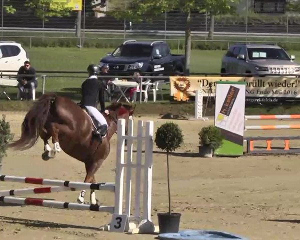 Springturnier Schwanheim 2016