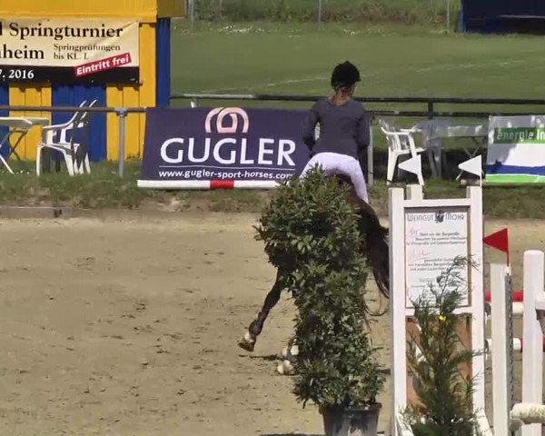 Springturnier Schwanheim 2016