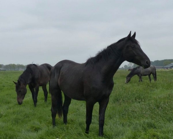 horse Fairy tale des paluds (Hanoverian, 2017, from Finest)