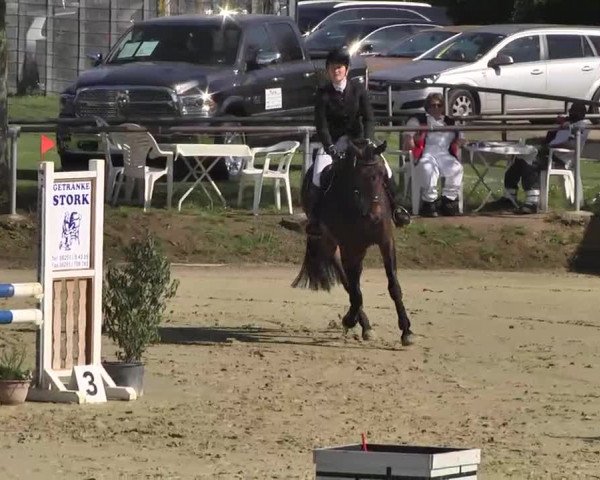 Springturnier Schwanheim 2016