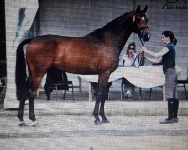 horse roma ikarella (Oldenburg, 2011, from Blue Hors Romanov)