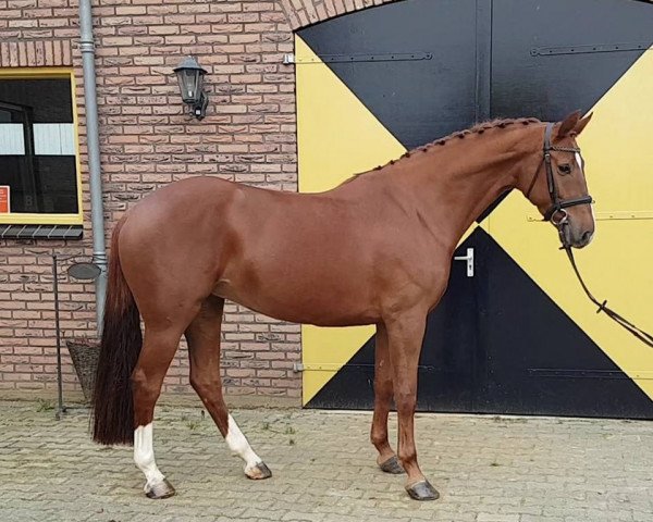 horse Hanna Perina F (KWPN (Royal Dutch Sporthorse), 2012, from Carrera)