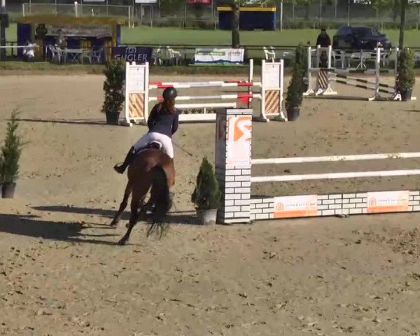 Springturnier Schwanheim 2016