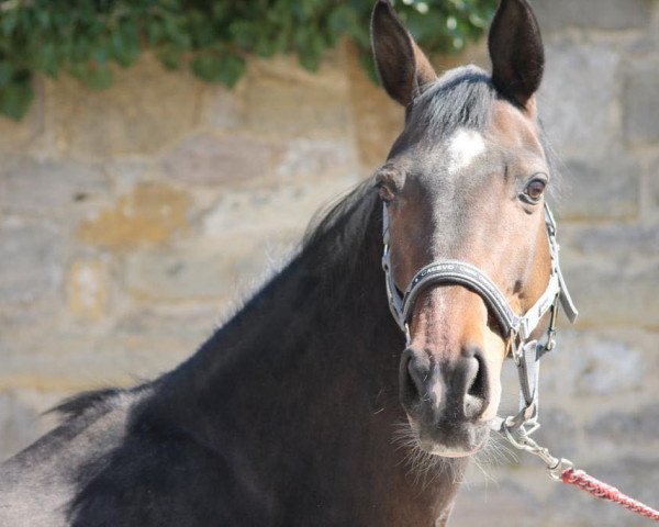 broodmare Diamond Ring (Oldenburg, 2008, from Diamond Hit)