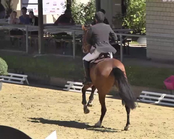 Springturnier Schwanheim 2016