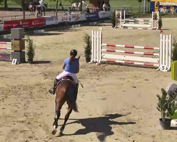 Springturnier Schwanheim 2016