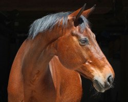 Pferd Geronimo 237 (Württemberger, 1994, von Glückskreis)