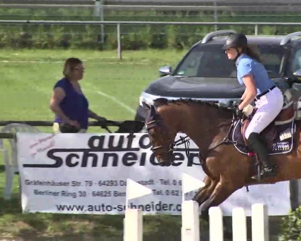 Springturnier Schwanheim 2016