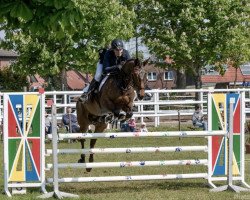 jumper Deja Diamond (Oldenburg, 2012, from Semper Fi)