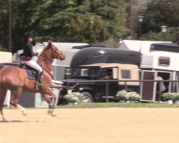 Reitturnier Halver 2016