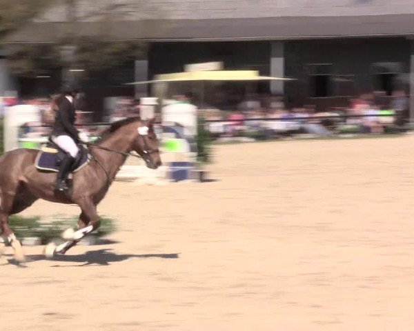 Reitturnier Halver 2016