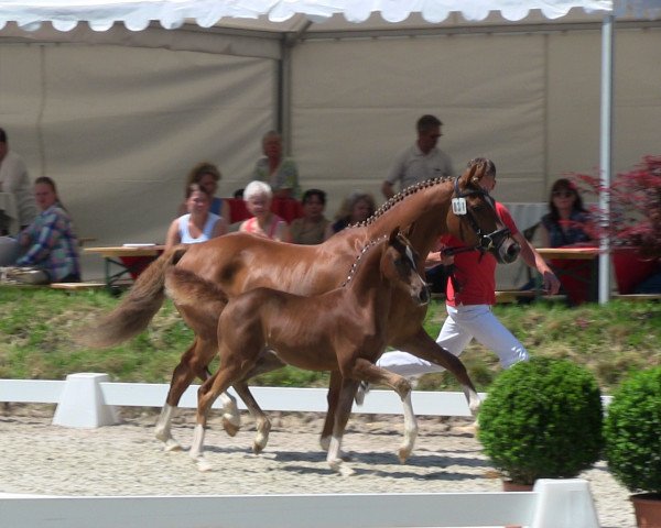 horse Pretty Prinzess WE (German Riding Pony, 2013, from Dreidimensional AT NRW)
