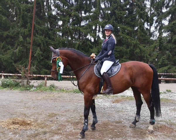 Springpferd Centurina (Holsteiner, 2013, von Centurion)