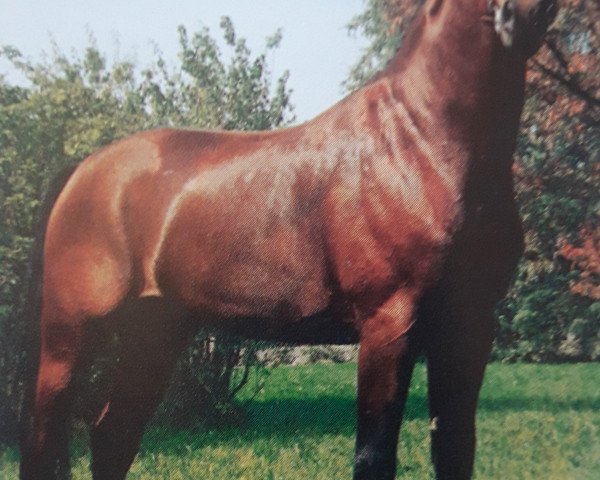 dressage horse Wembley (Oldenburg, 1981, from Weltmeister)
