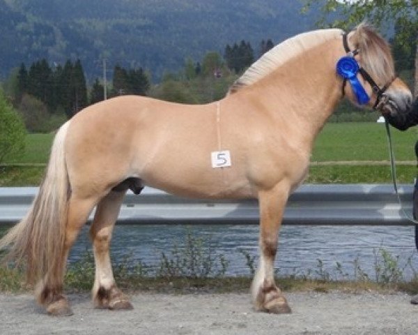 Deckhengst Lia Rappen N.2591 (Fjordpferd, 2006, von Rånnson)
