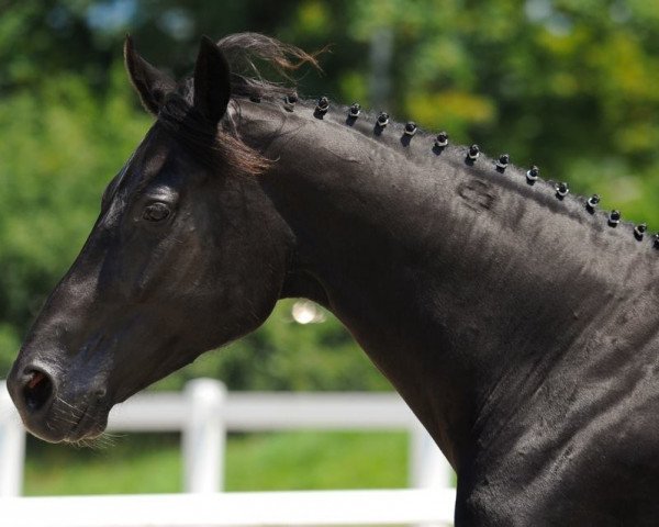 broodmare Faience des Pres CH (Swiss Warmblood, 2004, from Fürst Heinrich)